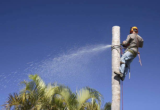 Best Commercial Tree Services  in Freeport, TX
