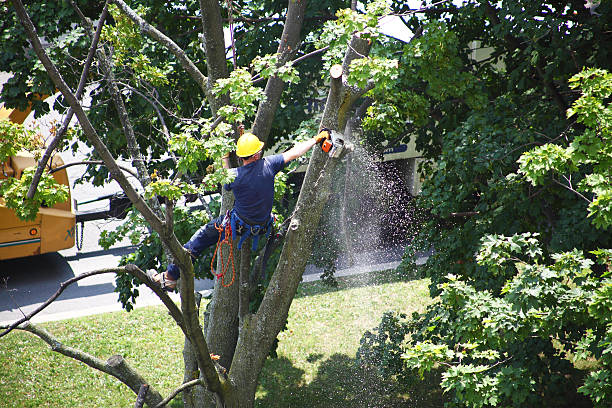 Best Hedge Trimming  in Freeport, TX